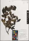 Foto von Salix myrsinifolia Salisb.